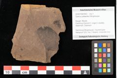Foto (Objekt + Etikett) von Quercus mediterranea, Unger (NHMW-GEO-2024-0188-0943)